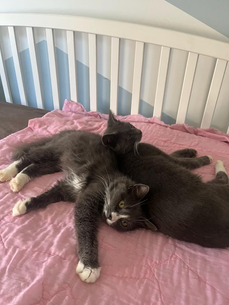 Enlarge Luke, a Adopted mixed breed in Stevensville, MD image 5/6