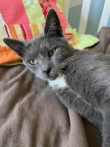 Enlarge Luke, a Adopted mixed breed in Stevensville, MD image 6/6