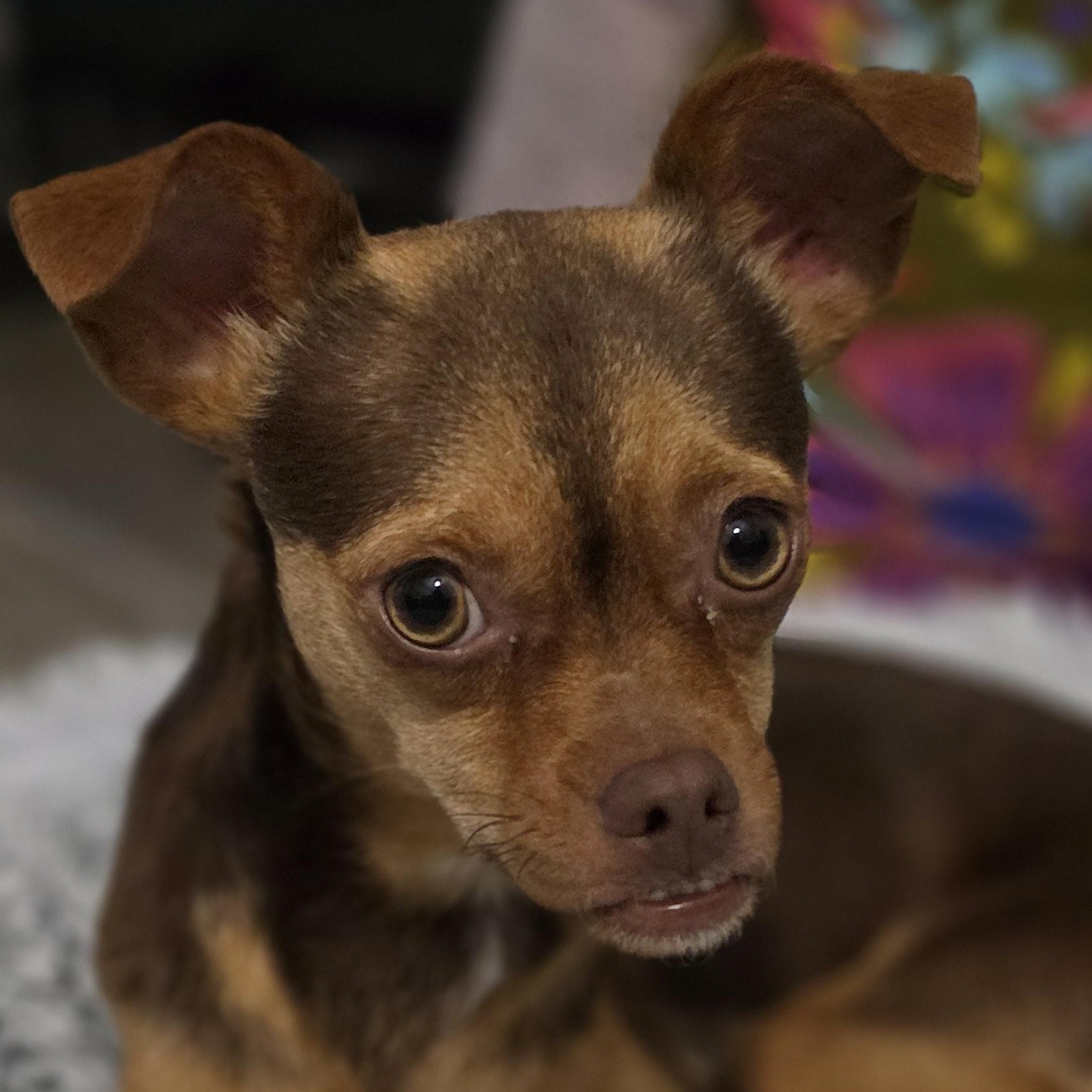Enlarge PJ, an adopted mixed breed in Bulverde, TX image 1/6