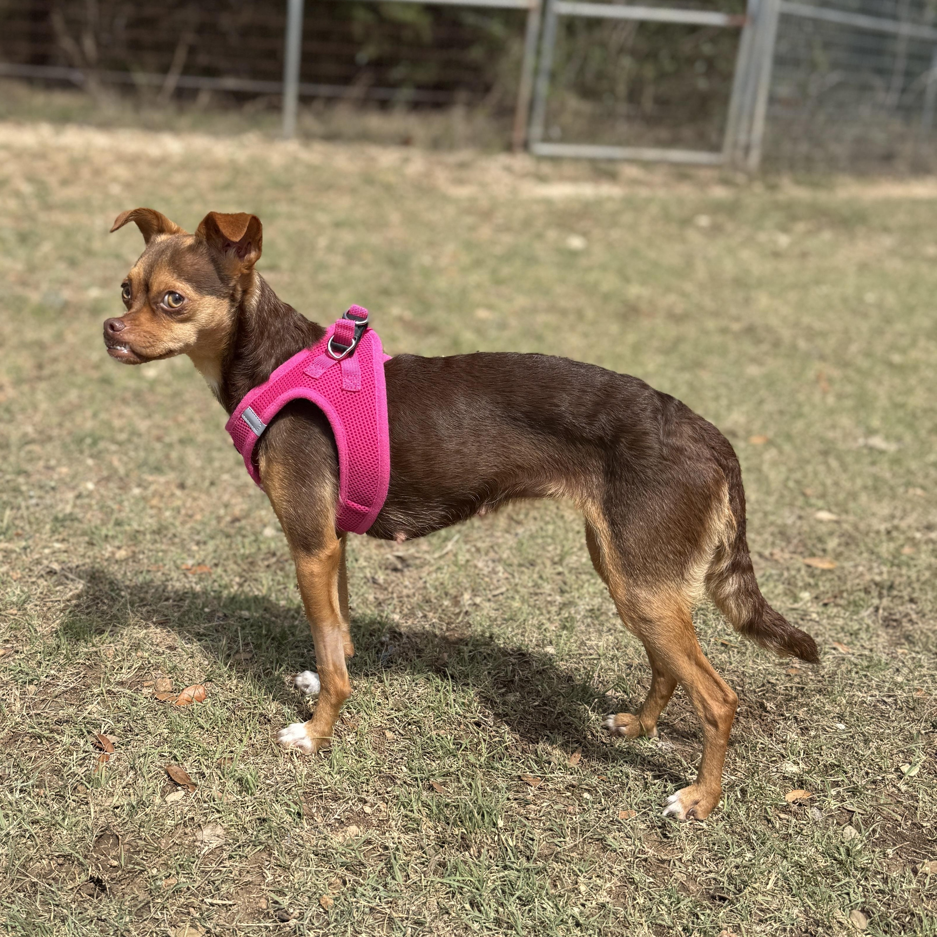 Enlarge PJ, an adopted mixed breed in Bulverde, TX image 4/6