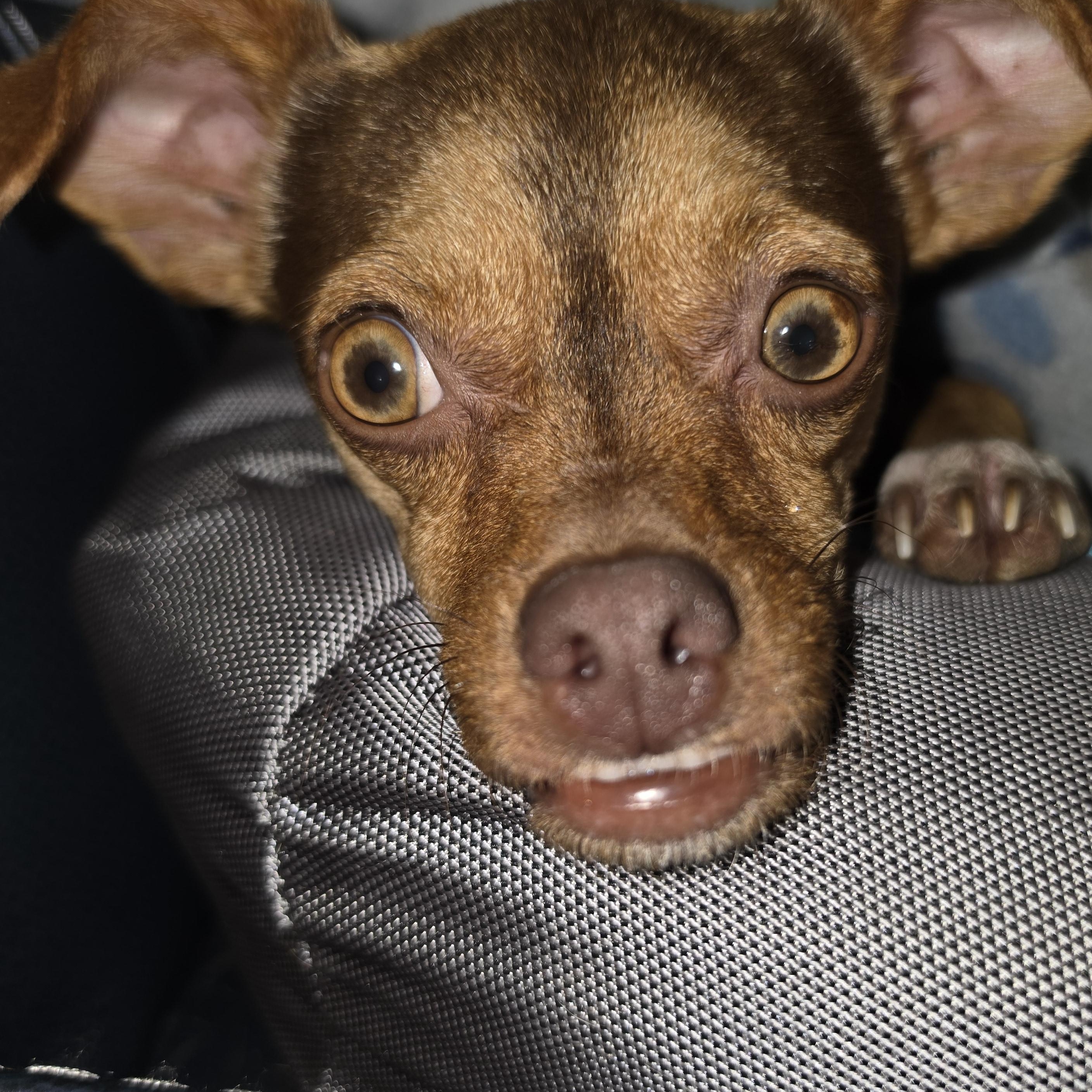 Enlarge PJ, an adopted mixed breed in Bulverde, TX image 6/6