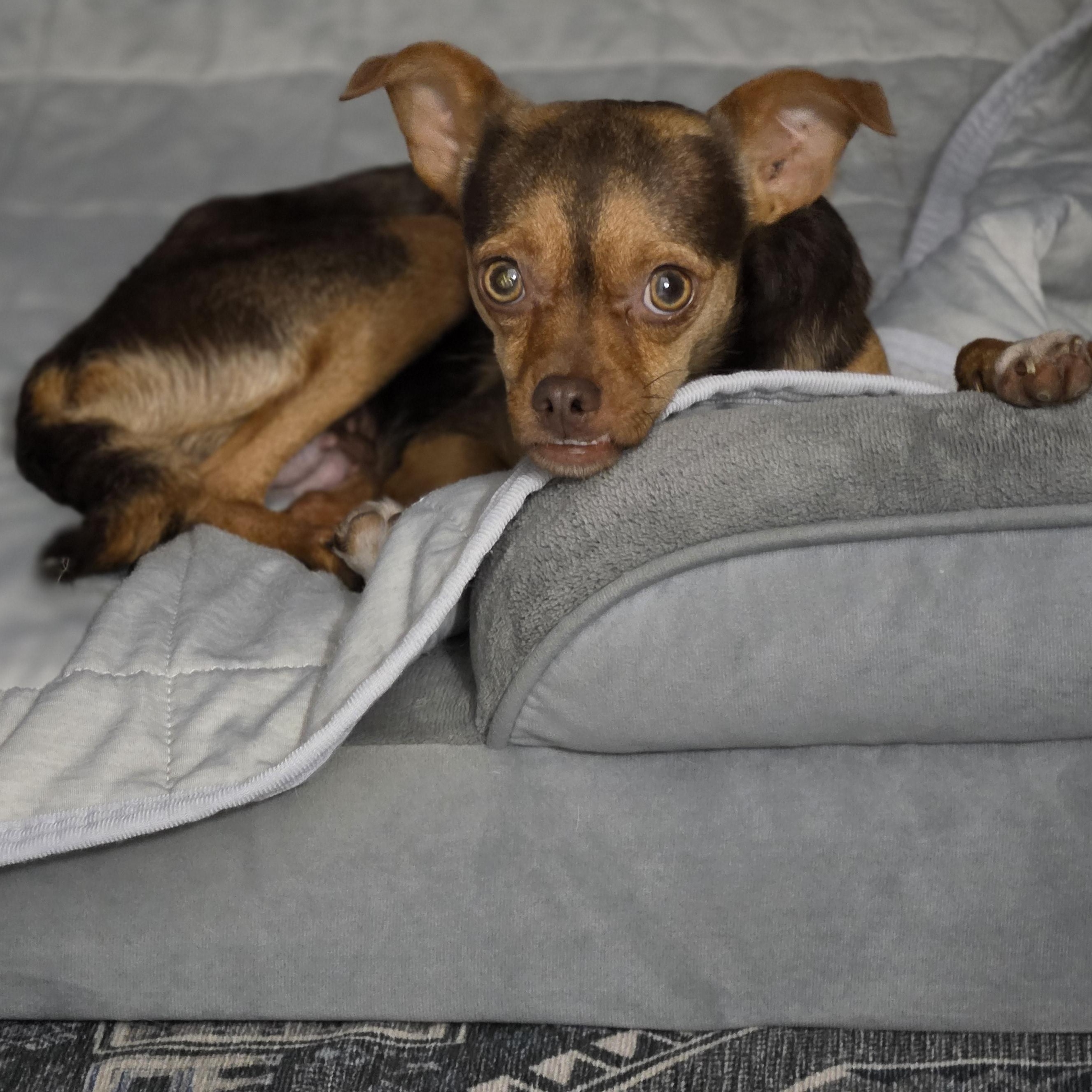 Enlarge PJ, an adopted mixed breed in Bulverde, TX image 5/6