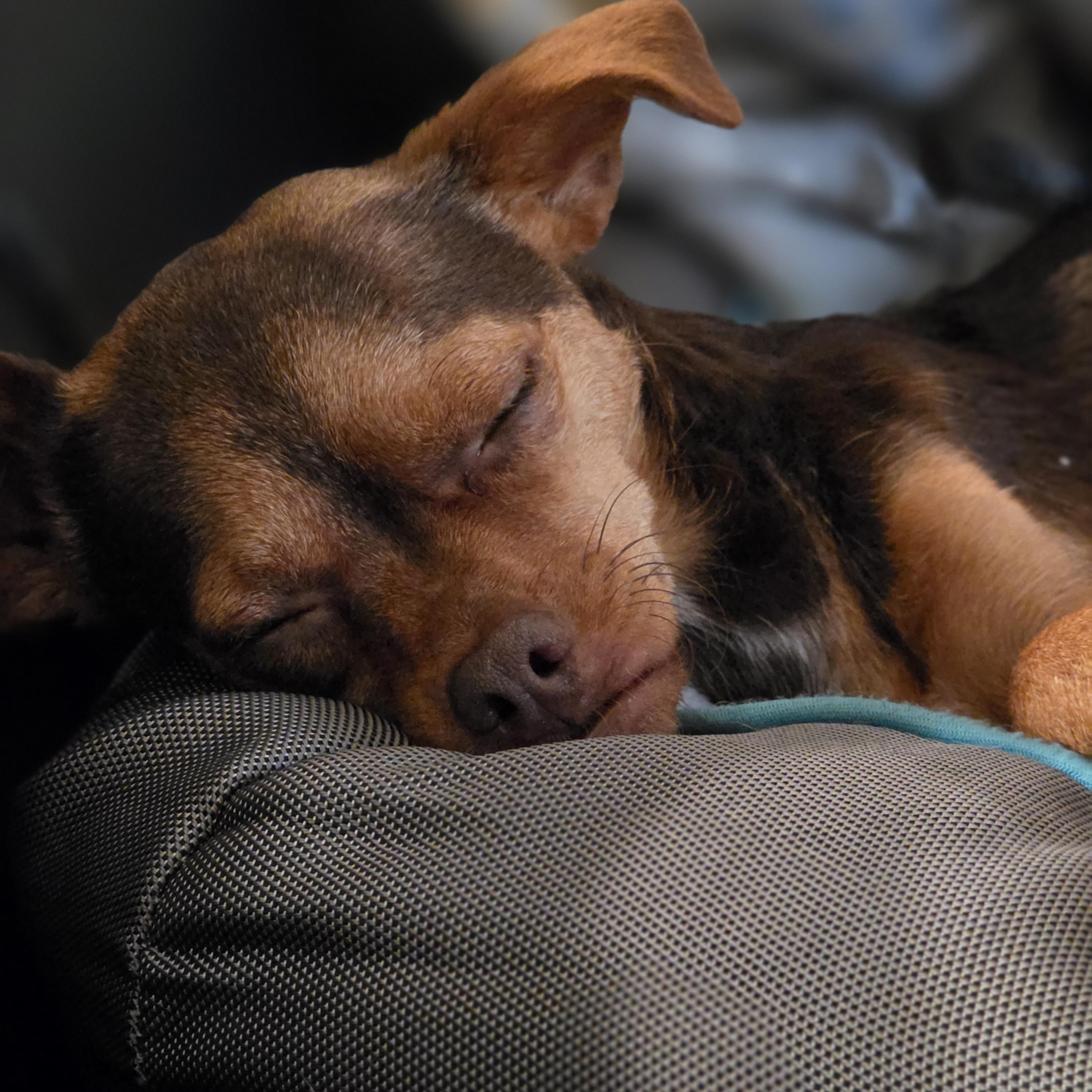 Enlarge PJ, an adopted mixed breed in Bulverde, TX image 2/6