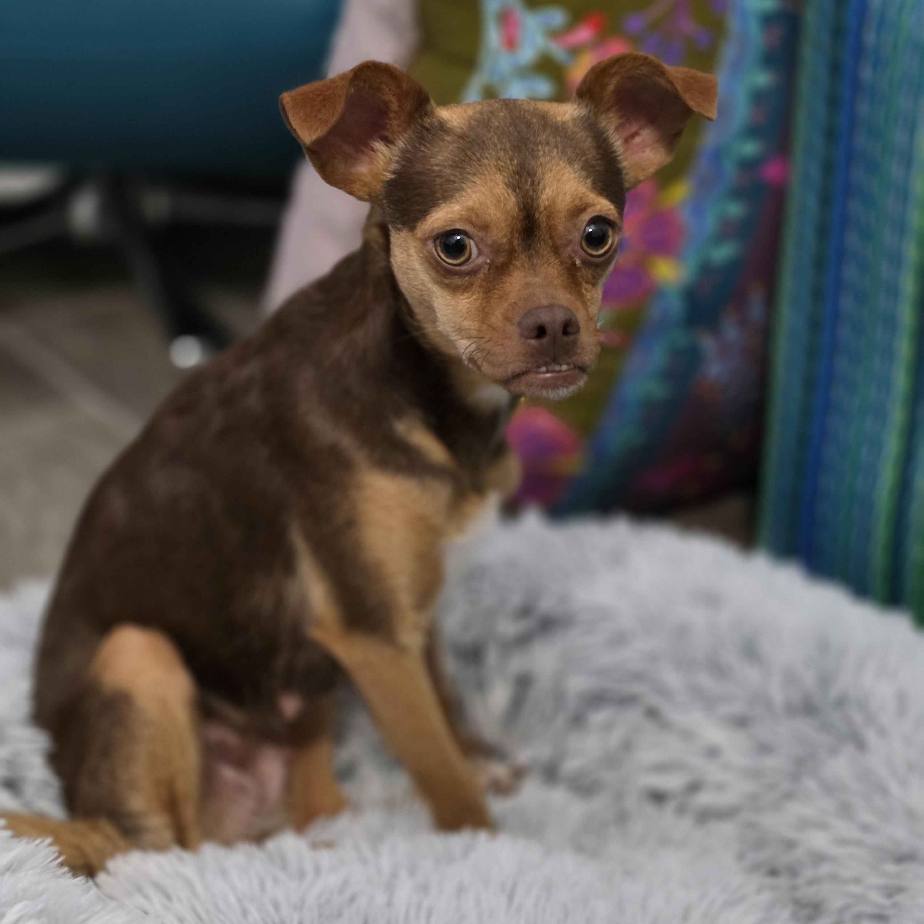 Enlarge PJ, an adopted mixed breed in Bulverde, TX image 3/6