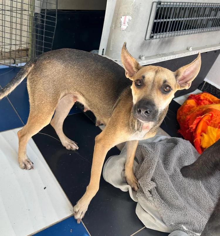 Juliet — thumbnail 4