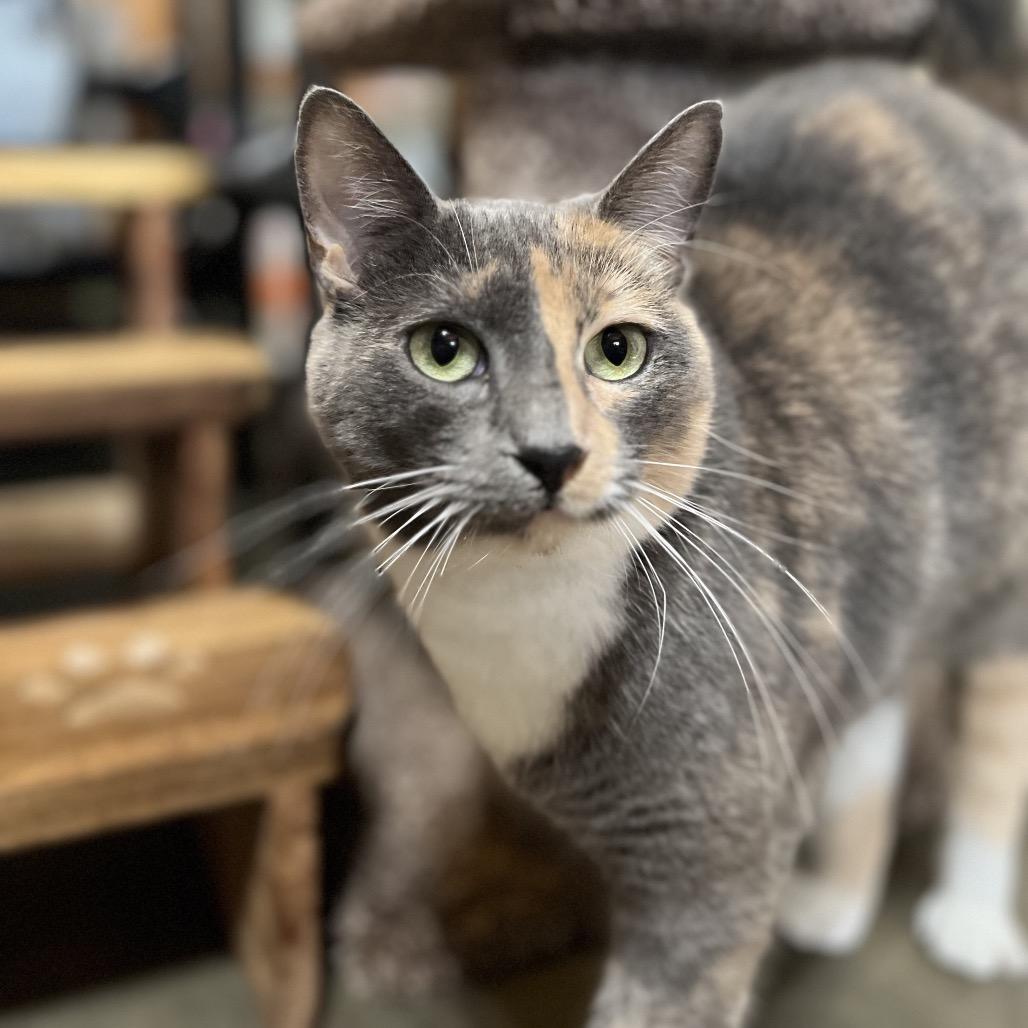 Ciara, Adoptable, Adult Female Domestic Short Hair.