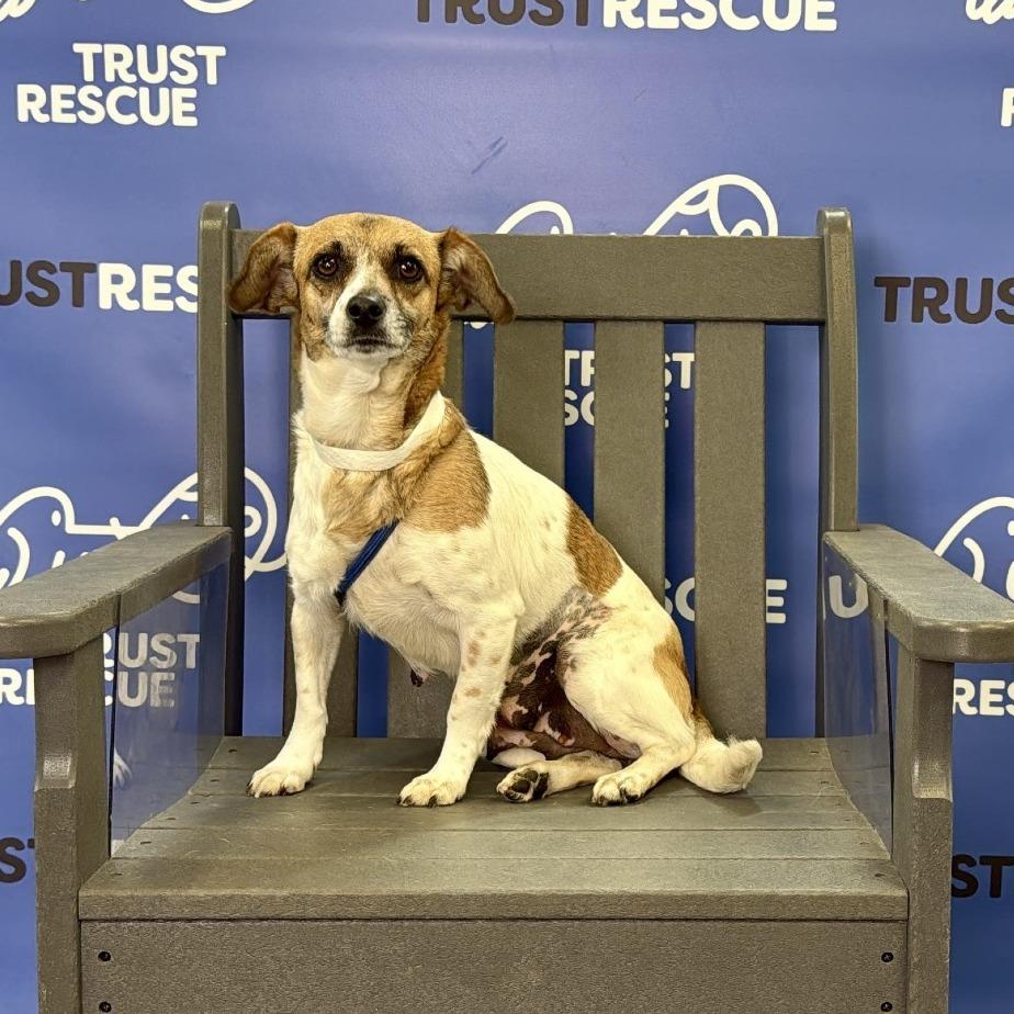 Enlarge LOLLIPOP, a Adoptable mixed breed in Atco, NJ image 1/5