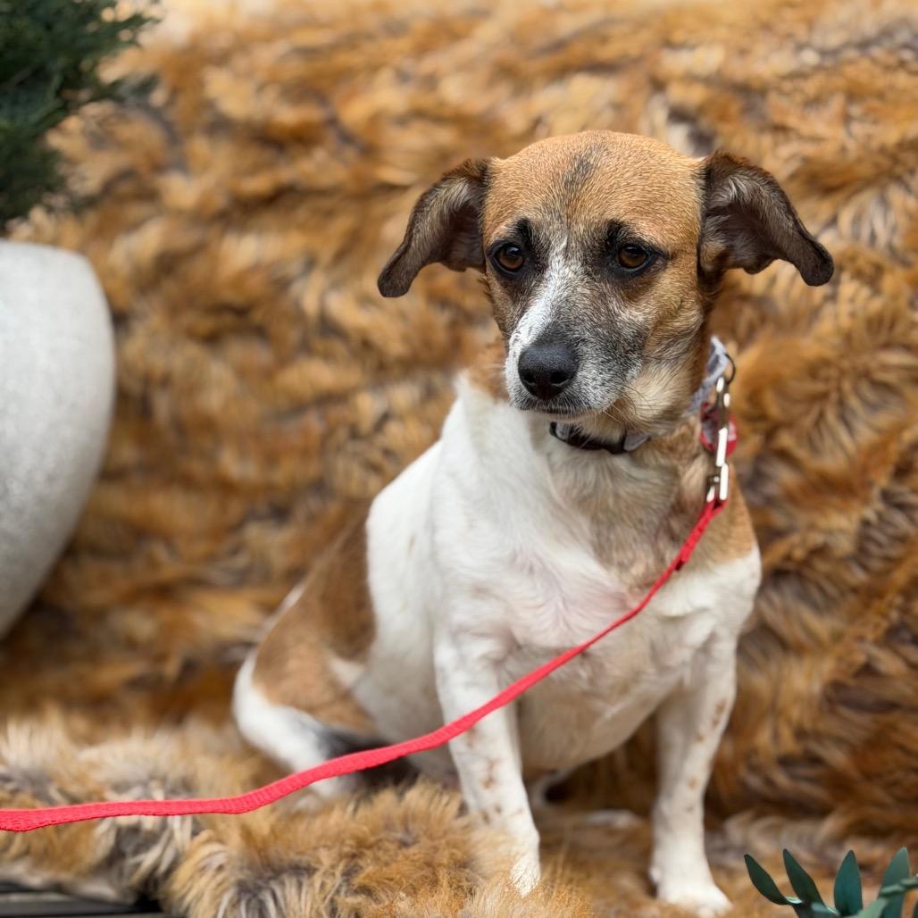 LOLLIPOP, Adoptable, Adult Female Terrier & Dachshund.