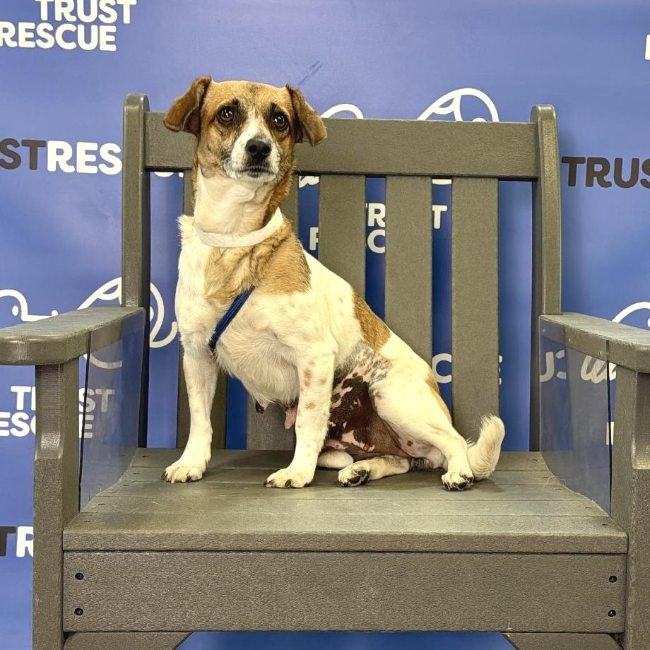 Enlarge LOLLIPOP, a Adoptable mixed breed in Atco, NJ image 2/5