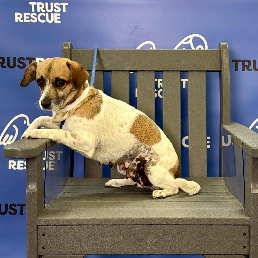 Enlarge LOLLIPOP, a Adoptable mixed breed in Atco, NJ image 3/5