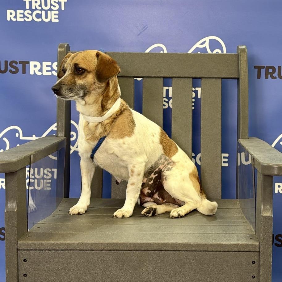 Enlarge LOLLIPOP, a Adoptable mixed breed in Atco, NJ image 4/5