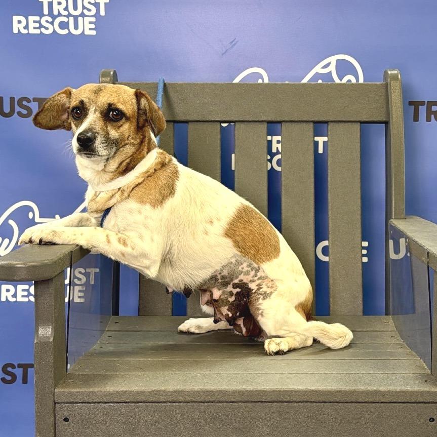 Enlarge LOLLIPOP, a Adoptable mixed breed in Atco, NJ image 5/5