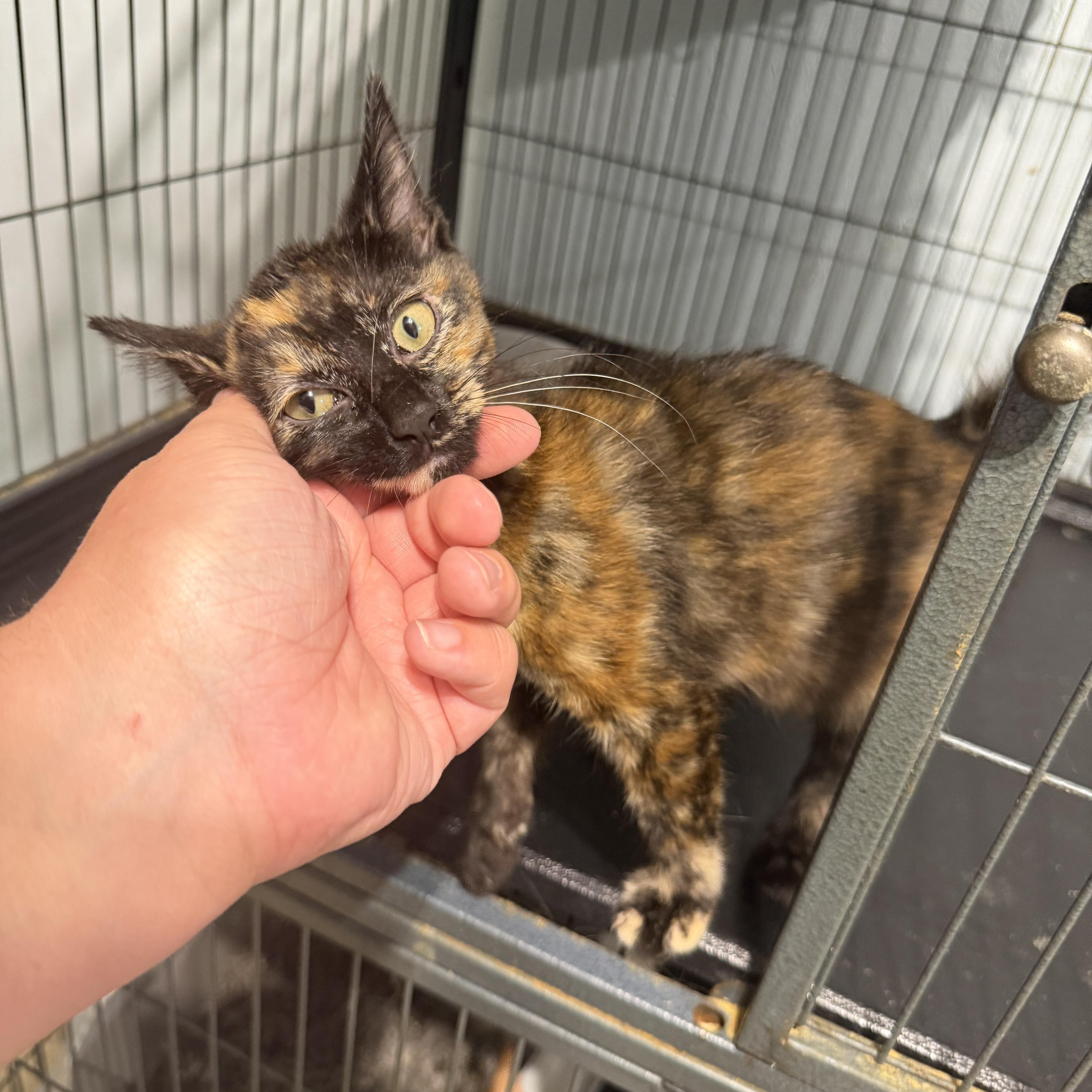 Emma (BC), an adopted Domestic Short Hair in Simpsonville, SC image 2/4