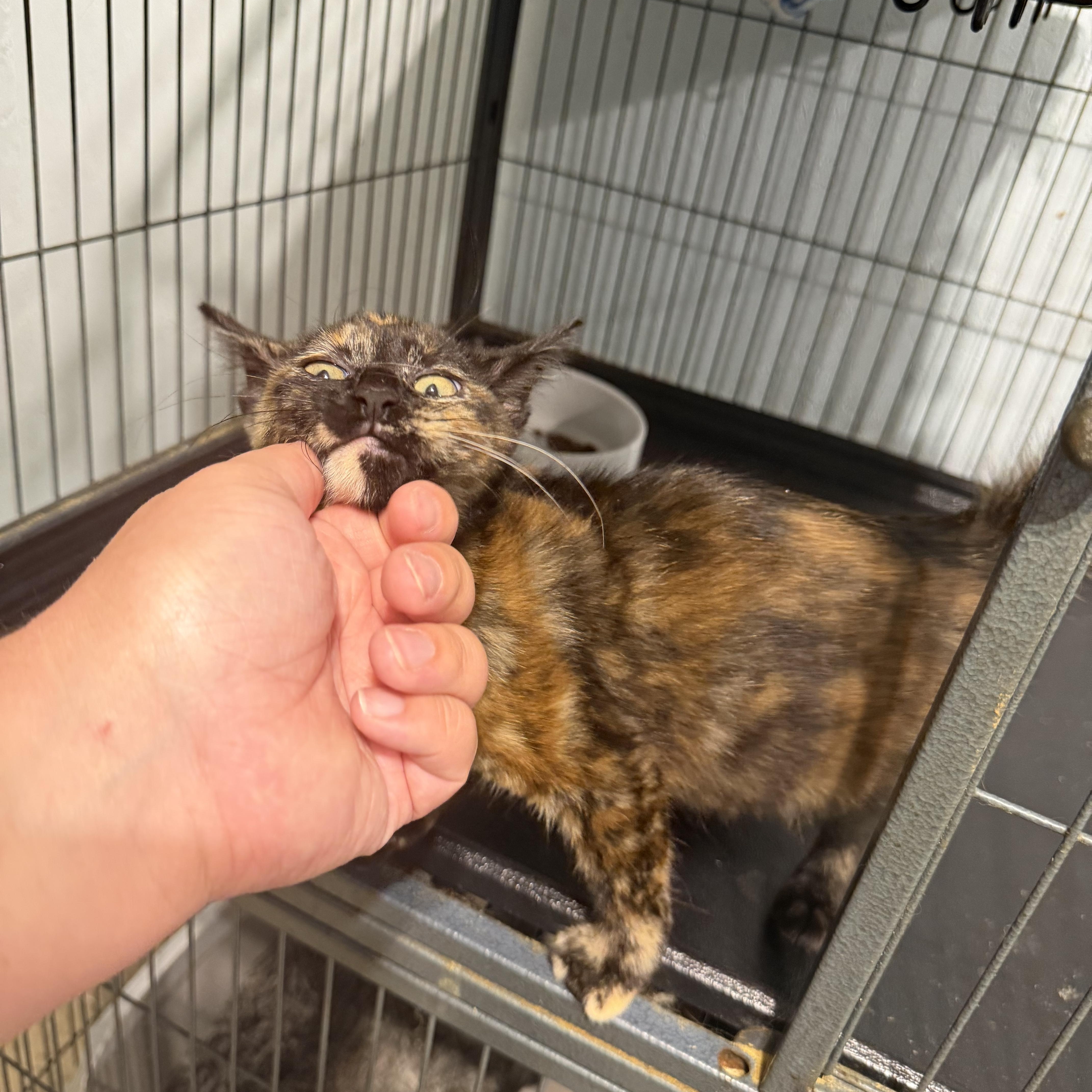Emma (BC), an adopted Domestic Short Hair in Simpsonville, SC image 4/4