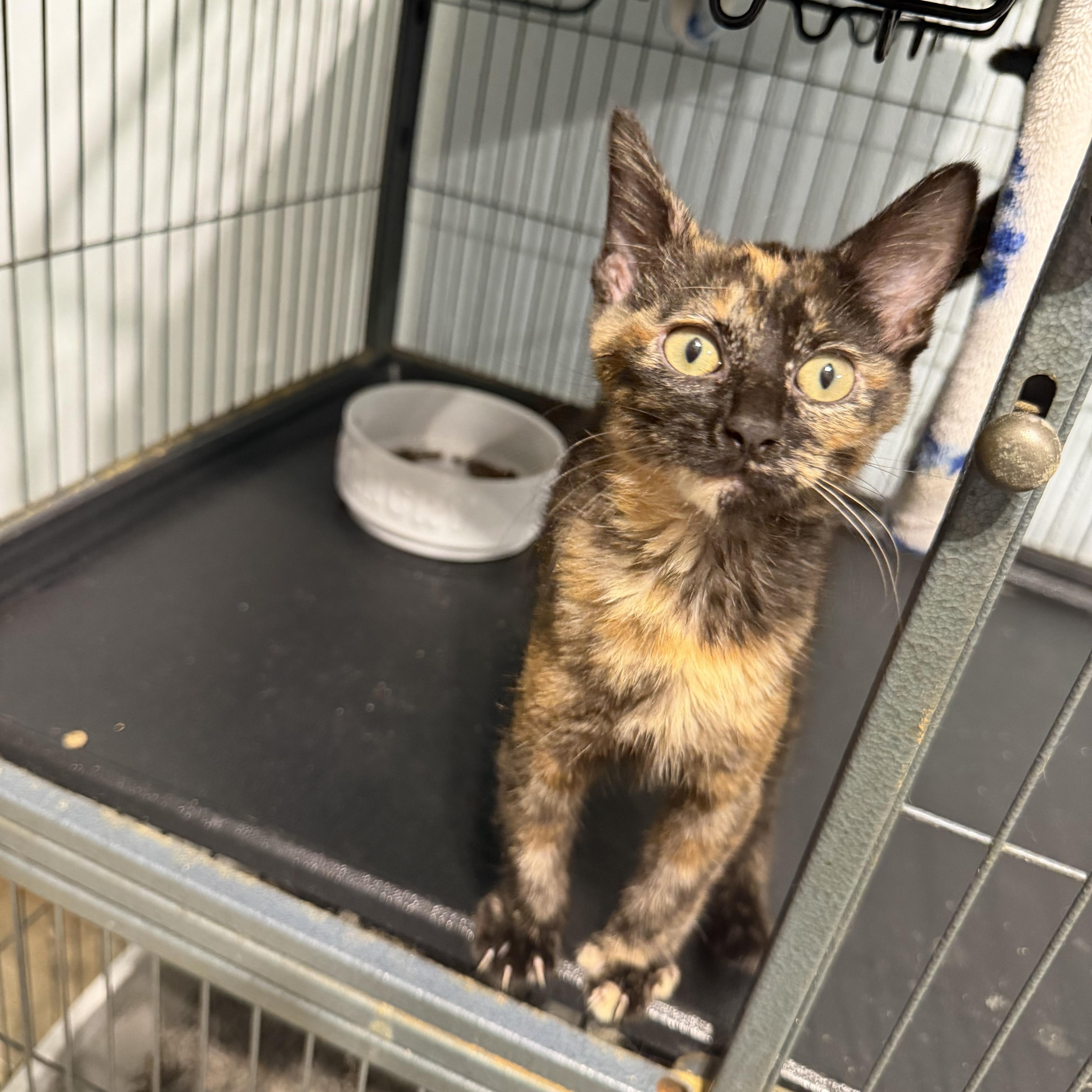 Emma (BC), an adopted Domestic Short Hair in Simpsonville, SC image 3/4