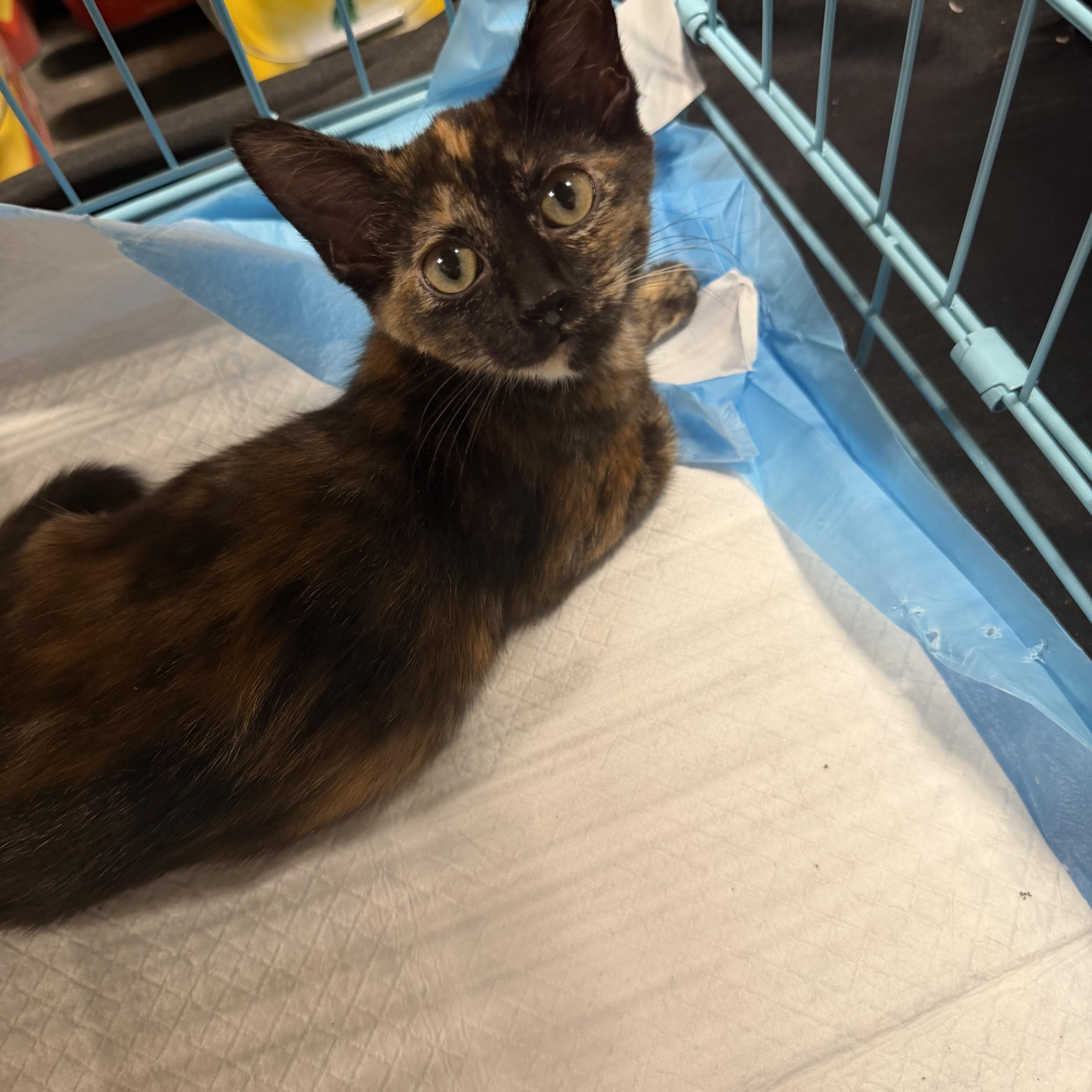Emma (BC), adopted, Kitten Female Domestic Short Hair.