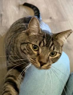 Bosh, a Adoptable Domestic Short Hair in Coralville, IA image 1/2