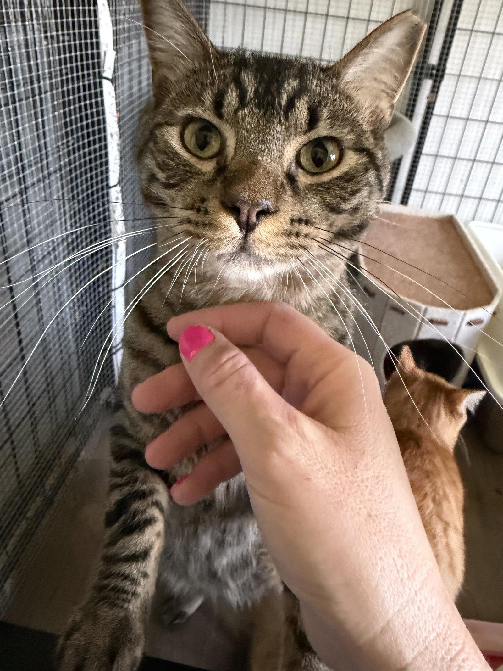 Bosh, a Adoptable Domestic Short Hair in Coralville, IA image 2/2
