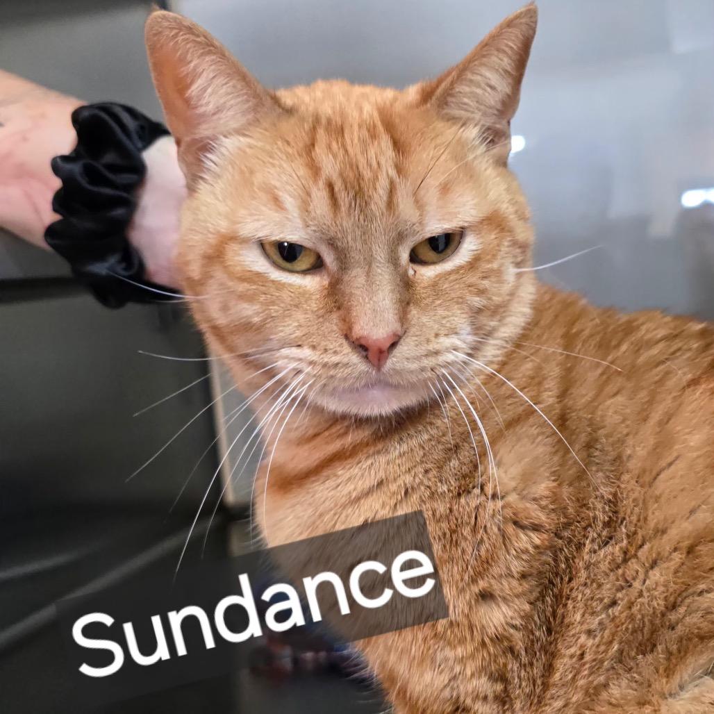 Enlarge Sundance, a Adoptable Domestic Short Hair in Livingston, TX image 1/2