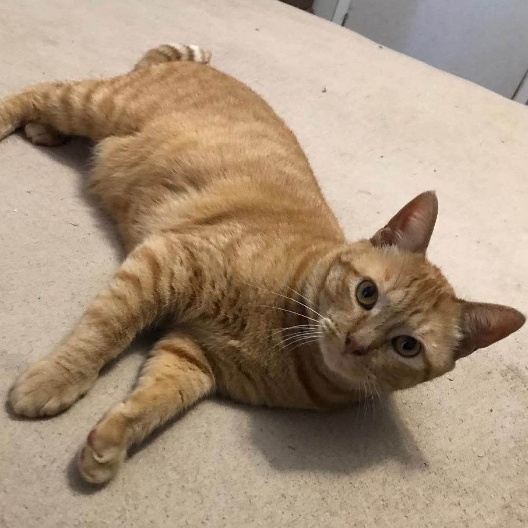 Enlarge Sundance, a Adoptable Domestic Short Hair in Livingston, TX image 1/1