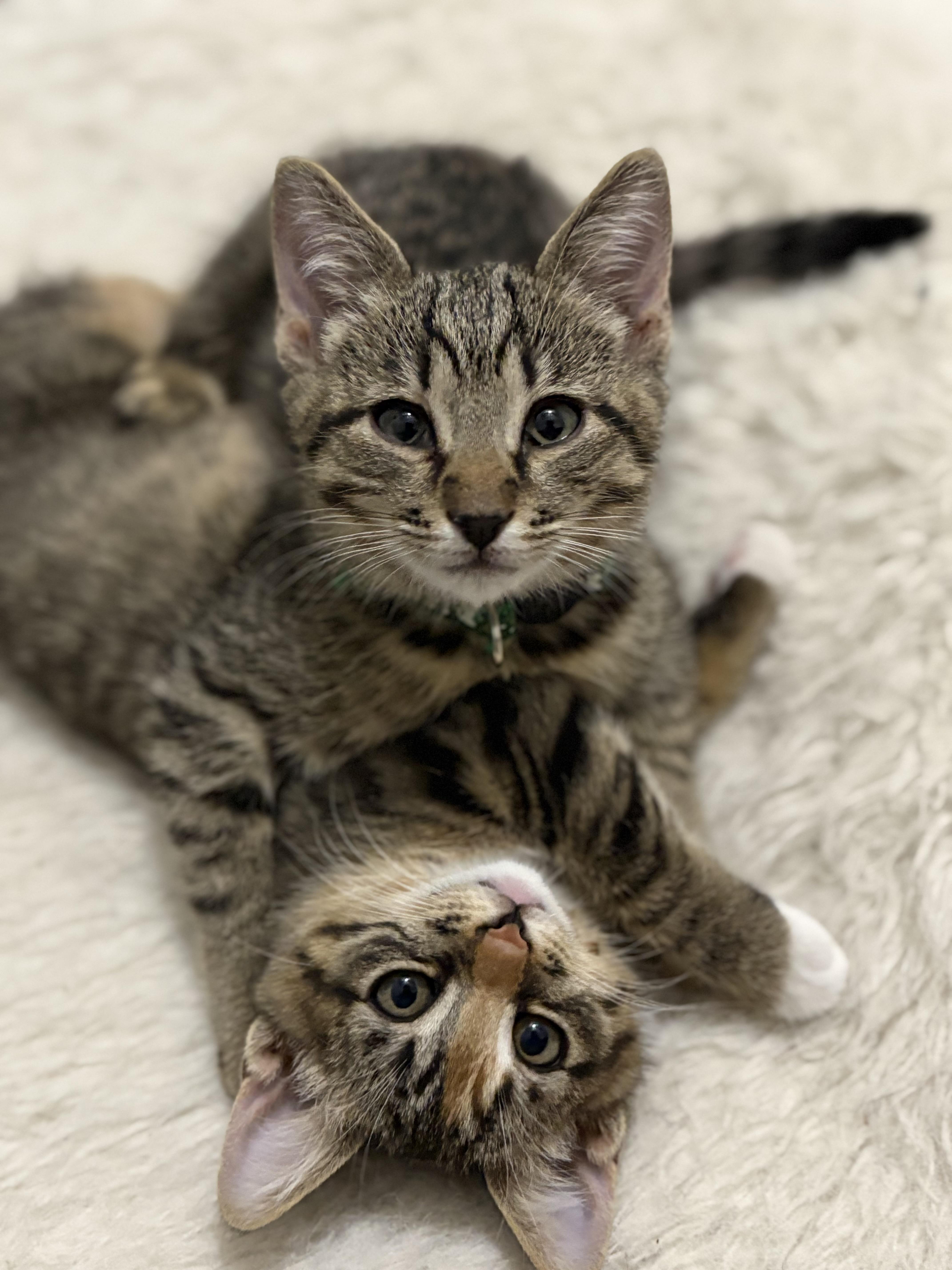 Enlarge Nevermore, a ADOPTABLE Tabby in Keller, TX image 1/4