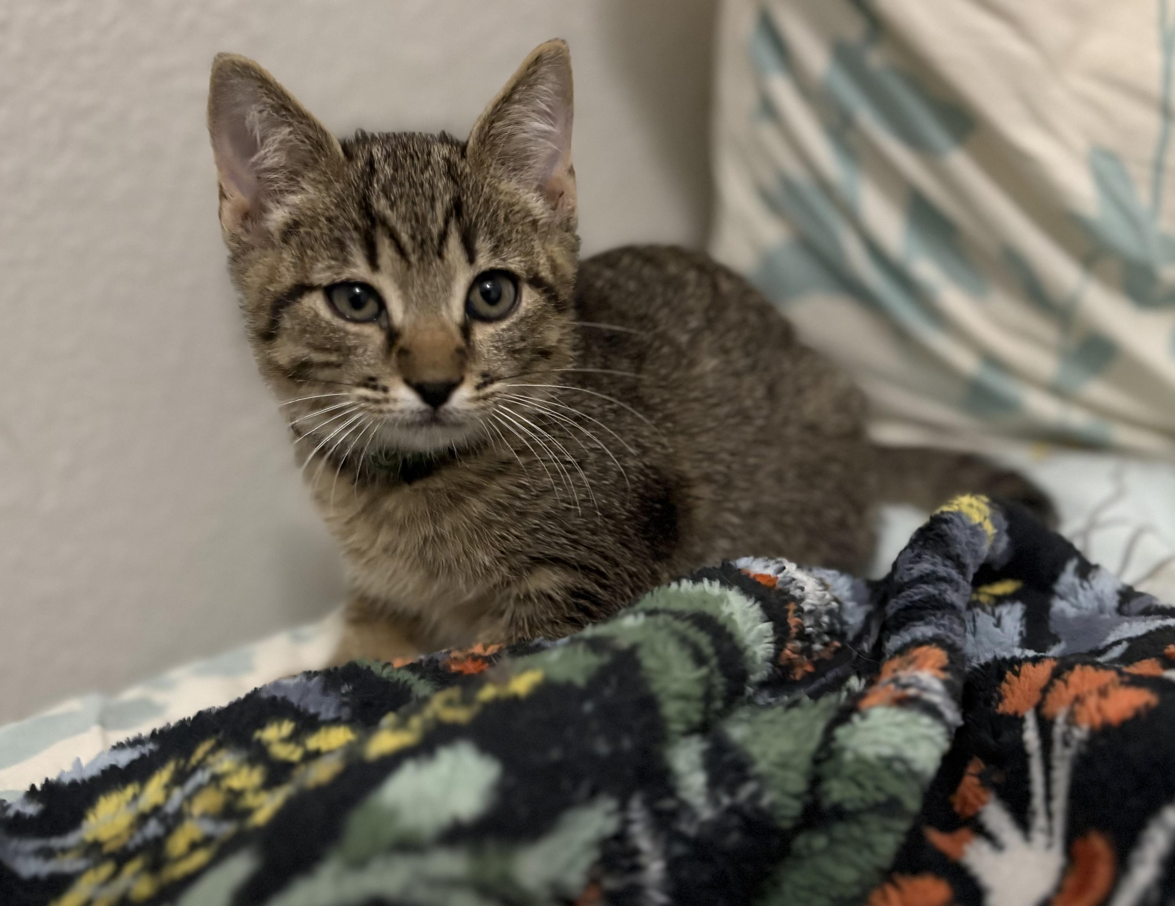 Enlarge Nevermore, a ADOPTABLE Tabby in Keller, TX image 2/4