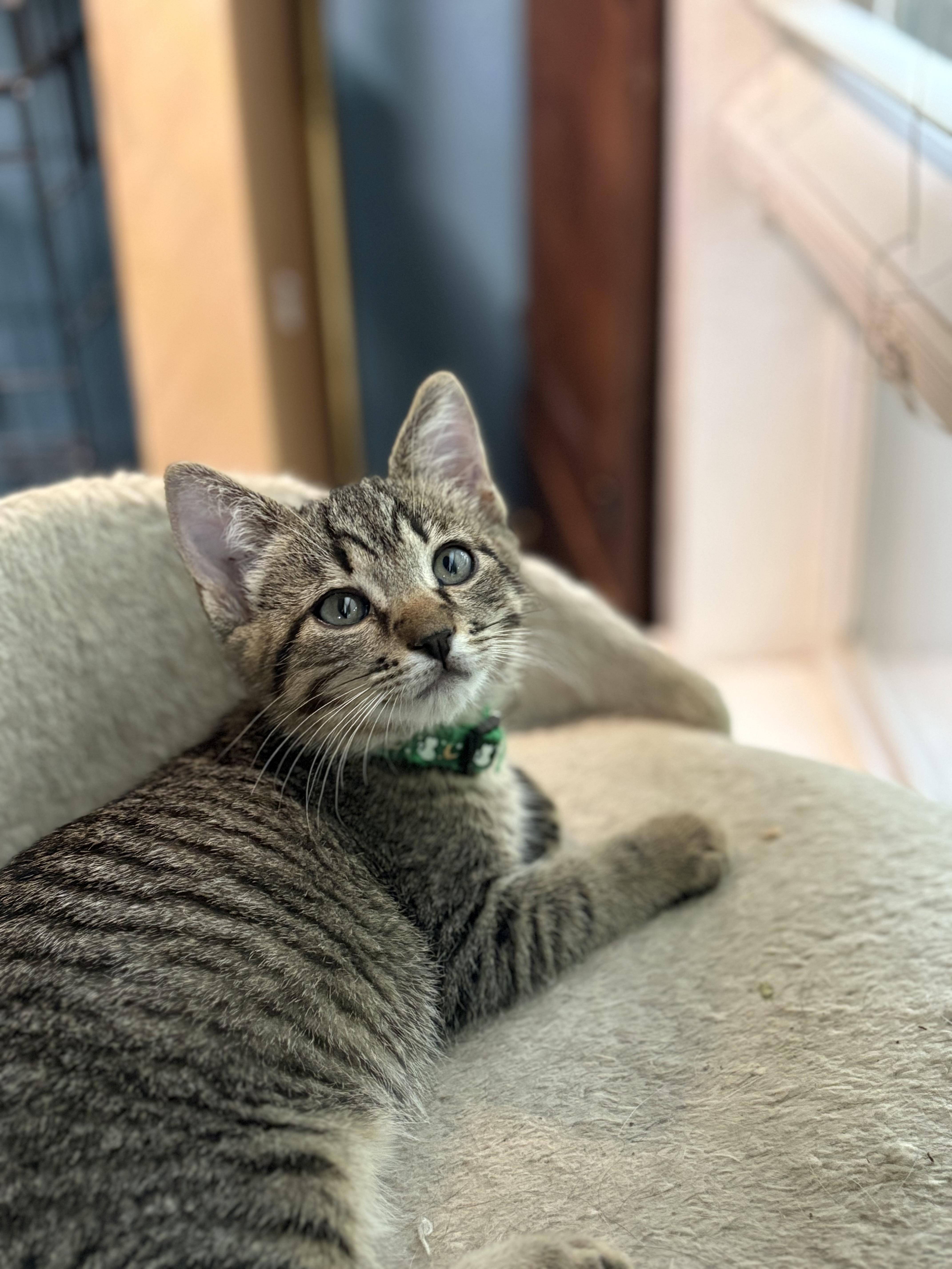 Enlarge Nevermore, a ADOPTABLE Tabby in Keller, TX image 3/4