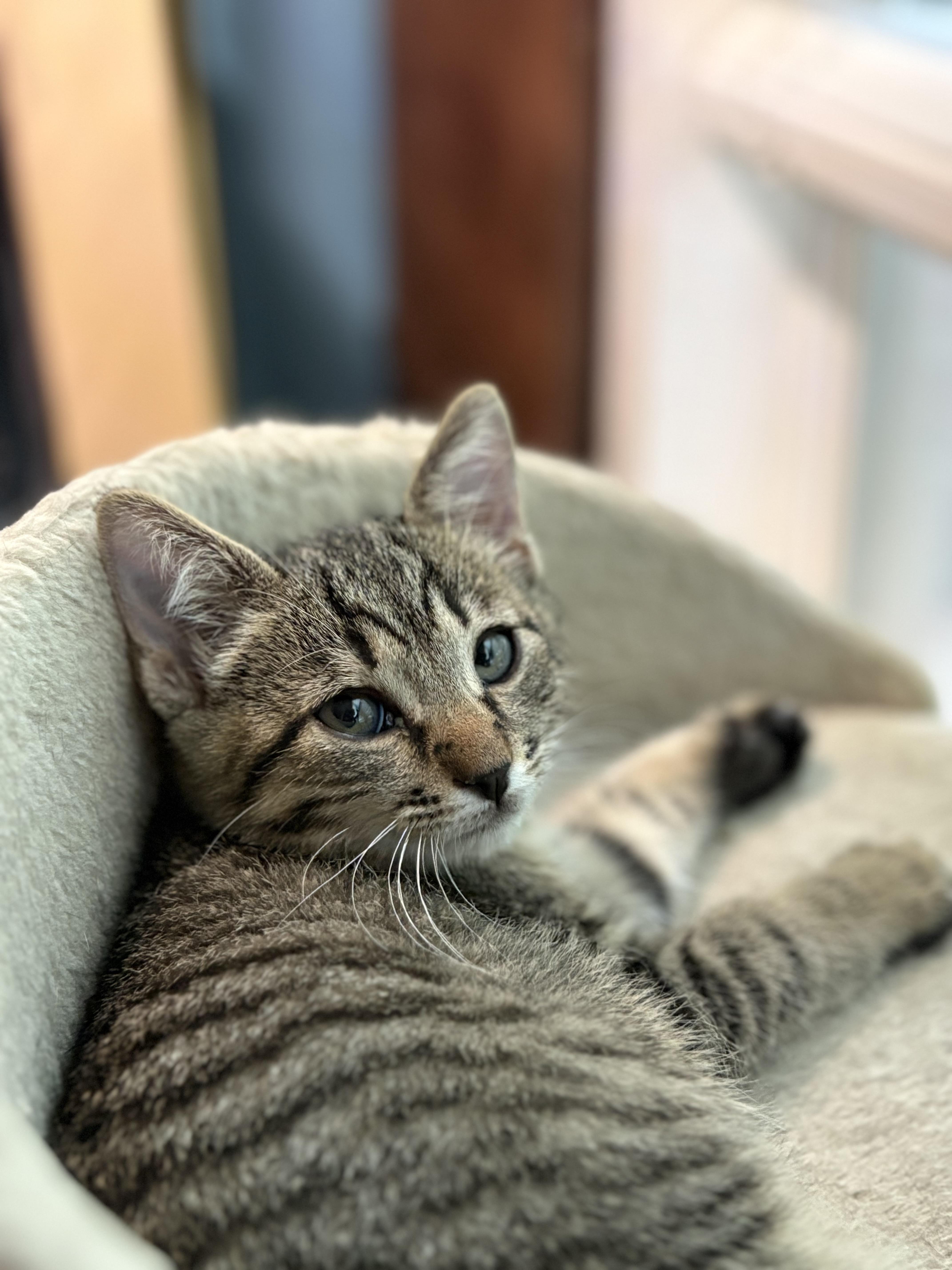 Enlarge Nevermore, a ADOPTABLE Tabby in Keller, TX image 4/4