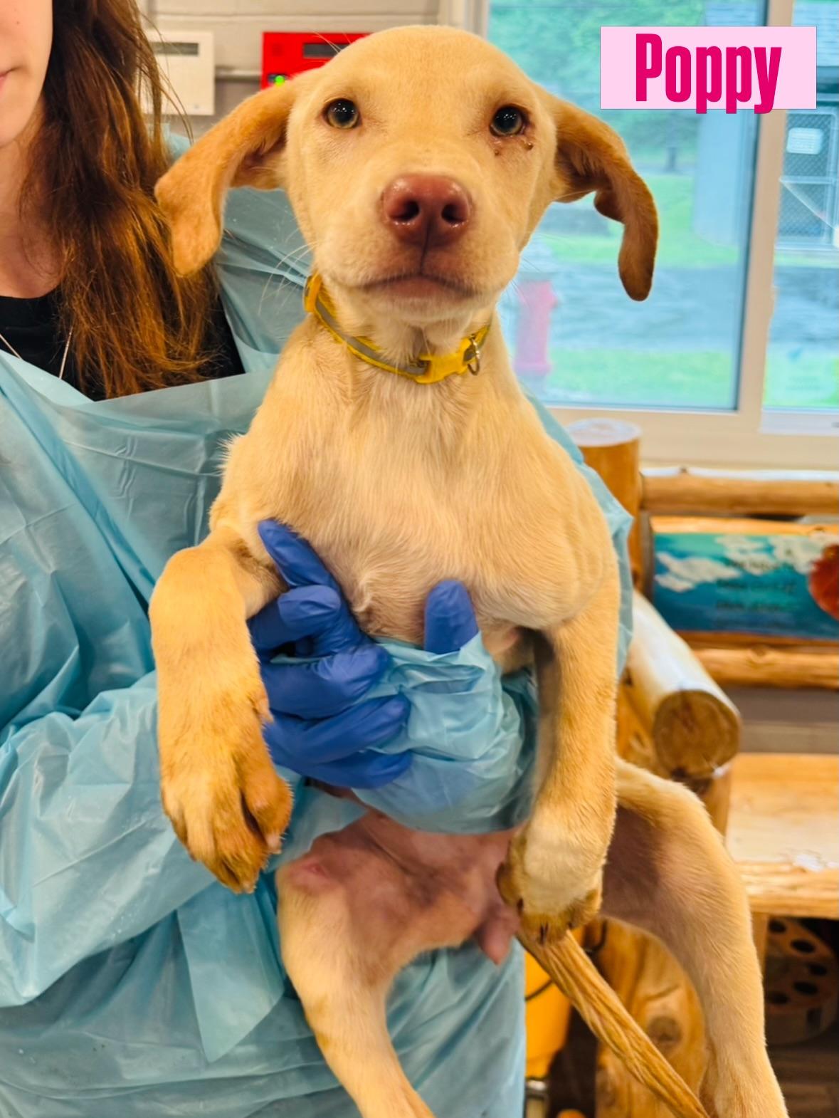 Enlarge Poppy, a Adoptable Labrador Retriever in Rock Hill, NY image 1/1