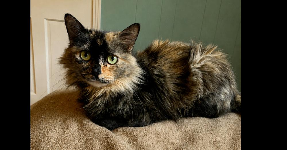 Amazing Tranquility, Adoptable, Adult Female Domestic Medium Hair.