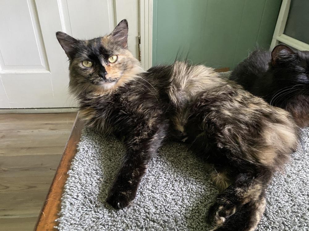Enlarge Amazing Tranquility, a Adoptable mixed breed in Groveland, MA image 2/5