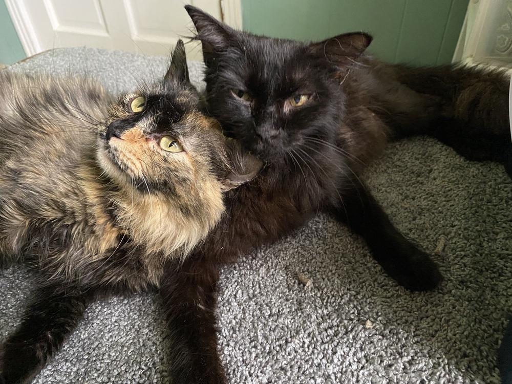 Enlarge Amazing Tranquility, a Adoptable mixed breed in Groveland, MA image 3/5