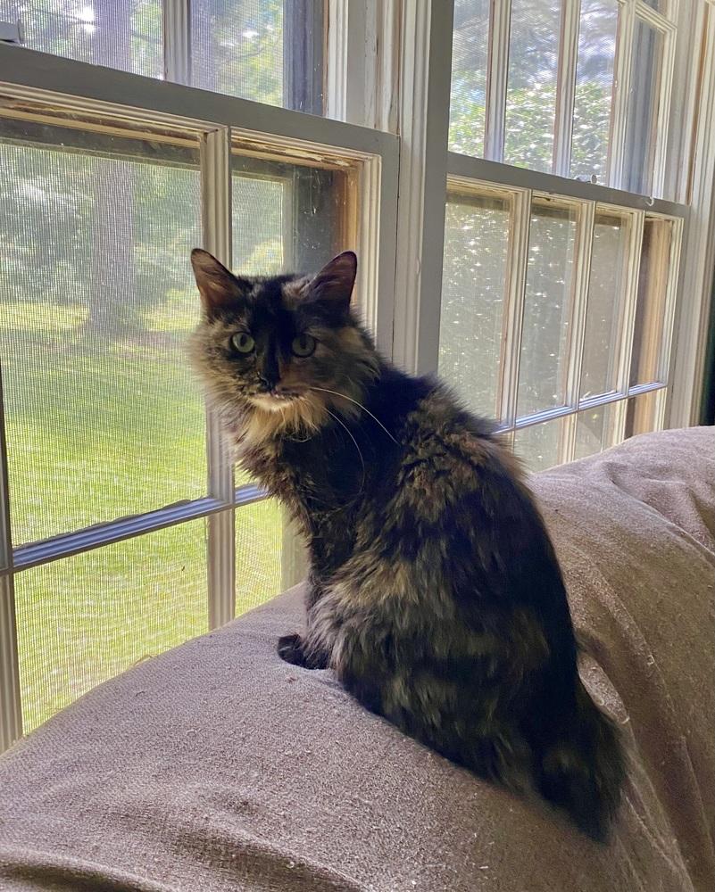 Enlarge Amazing Tranquility, a Adoptable mixed breed in Groveland, MA image 4/5