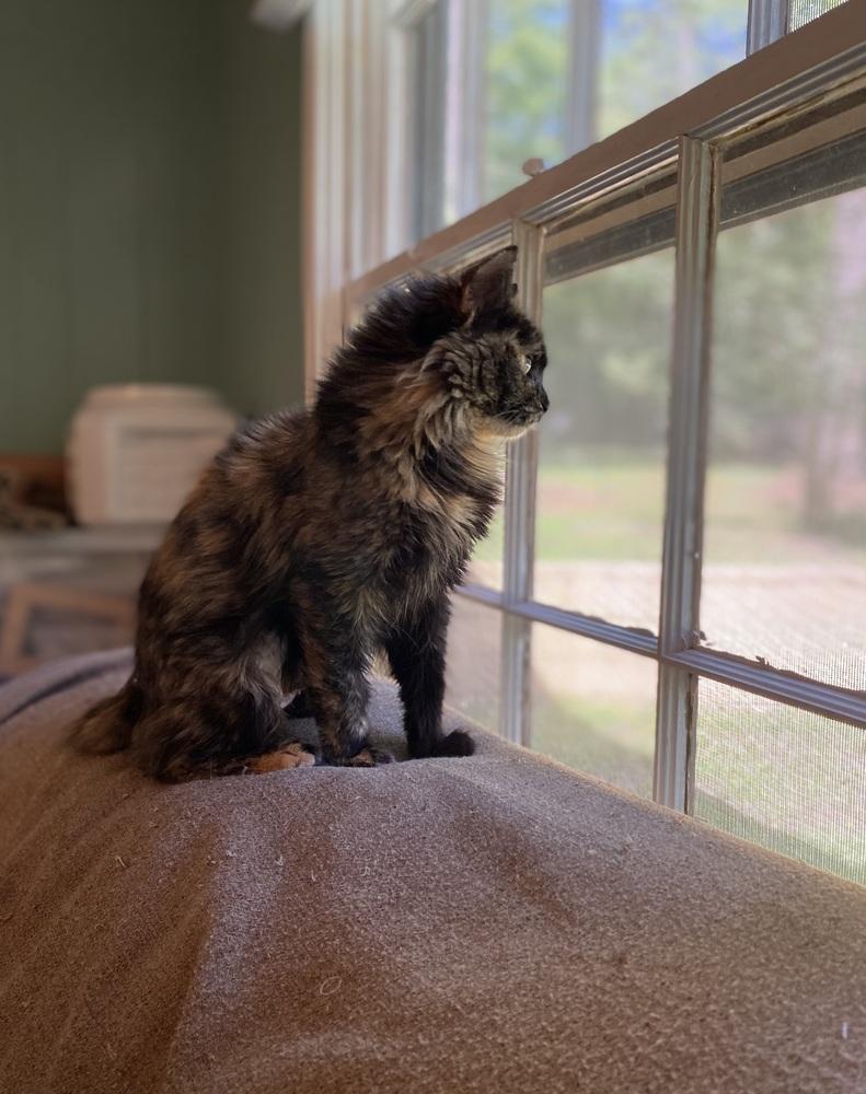 Enlarge Amazing Tranquility, a Adoptable mixed breed in Groveland, MA image 5/5
