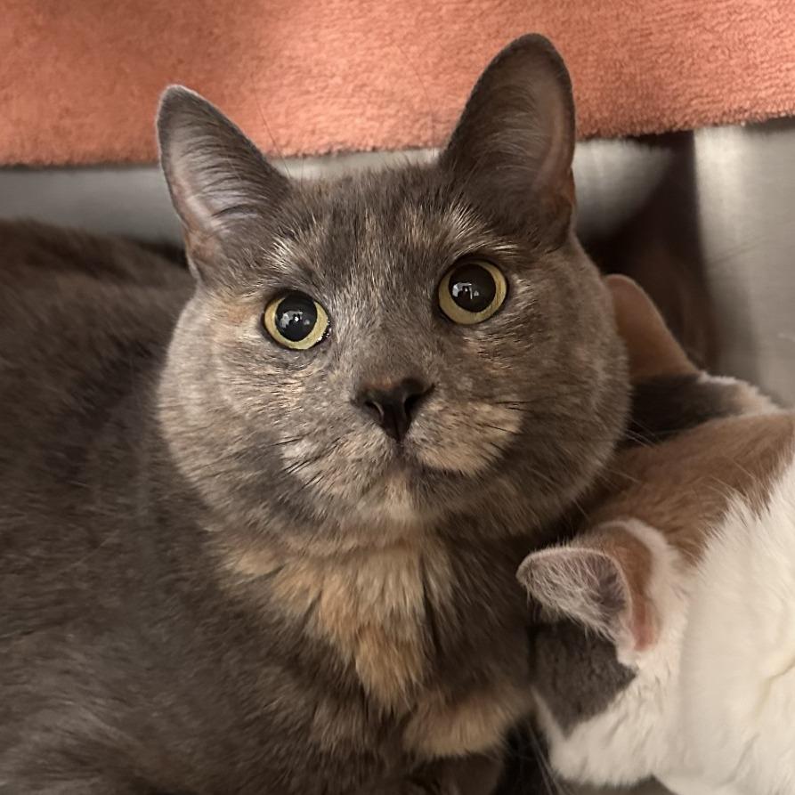 Lulu — thumbnail 2