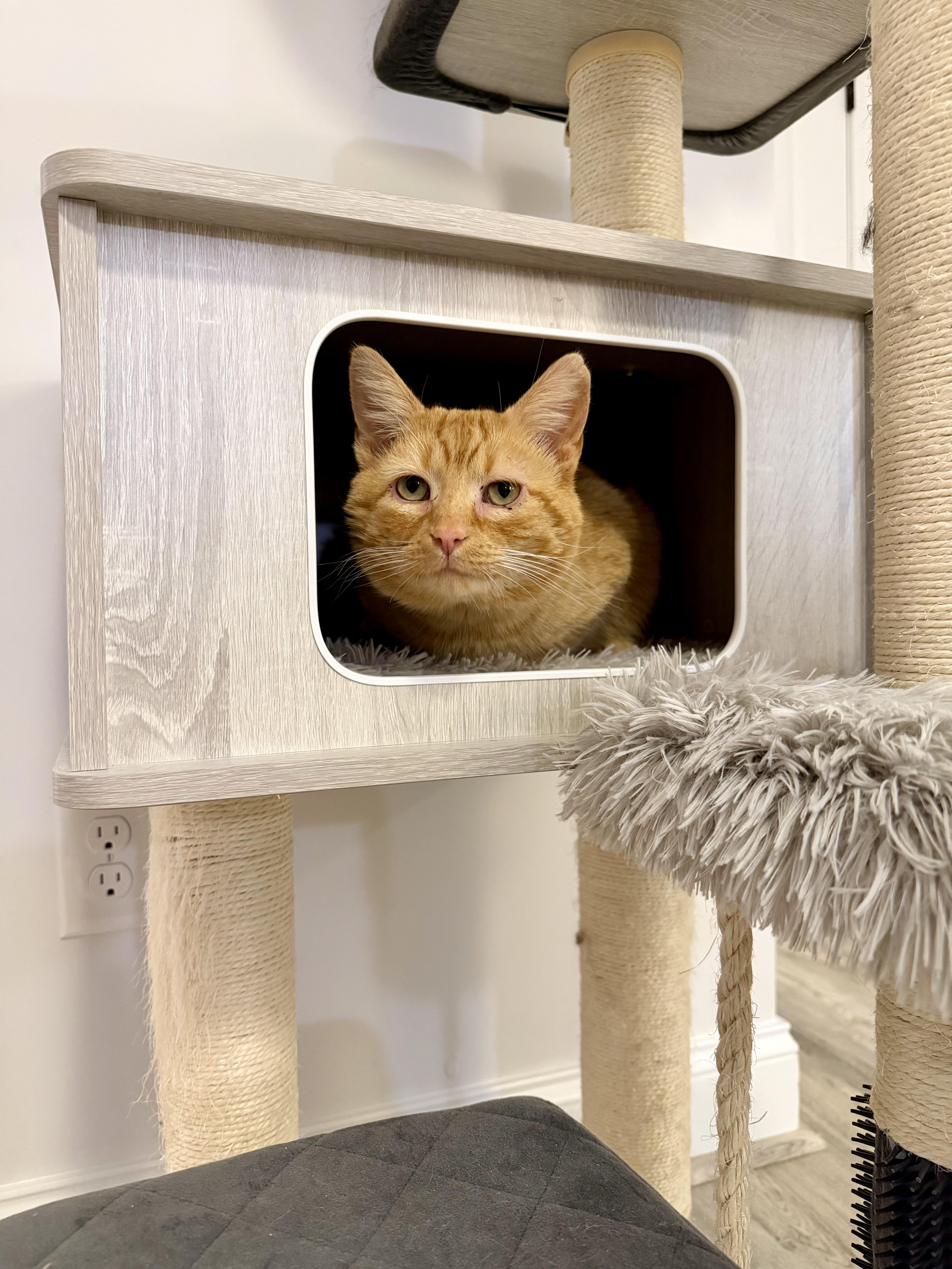 Enlarge Ozzy, an adopted Domestic Short Hair in Cleveland Heights, OH image 5/6