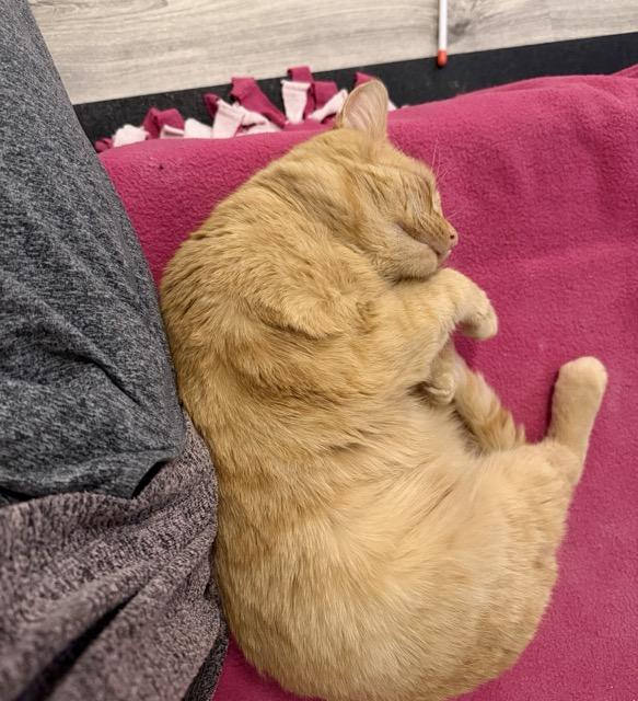 Enlarge Ozzy, an adopted Domestic Short Hair in Cleveland Heights, OH image 6/6