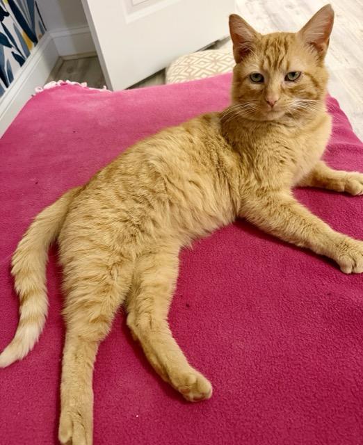 Enlarge Ozzy, an adopted Domestic Short Hair in Cleveland Heights, OH image 3/6