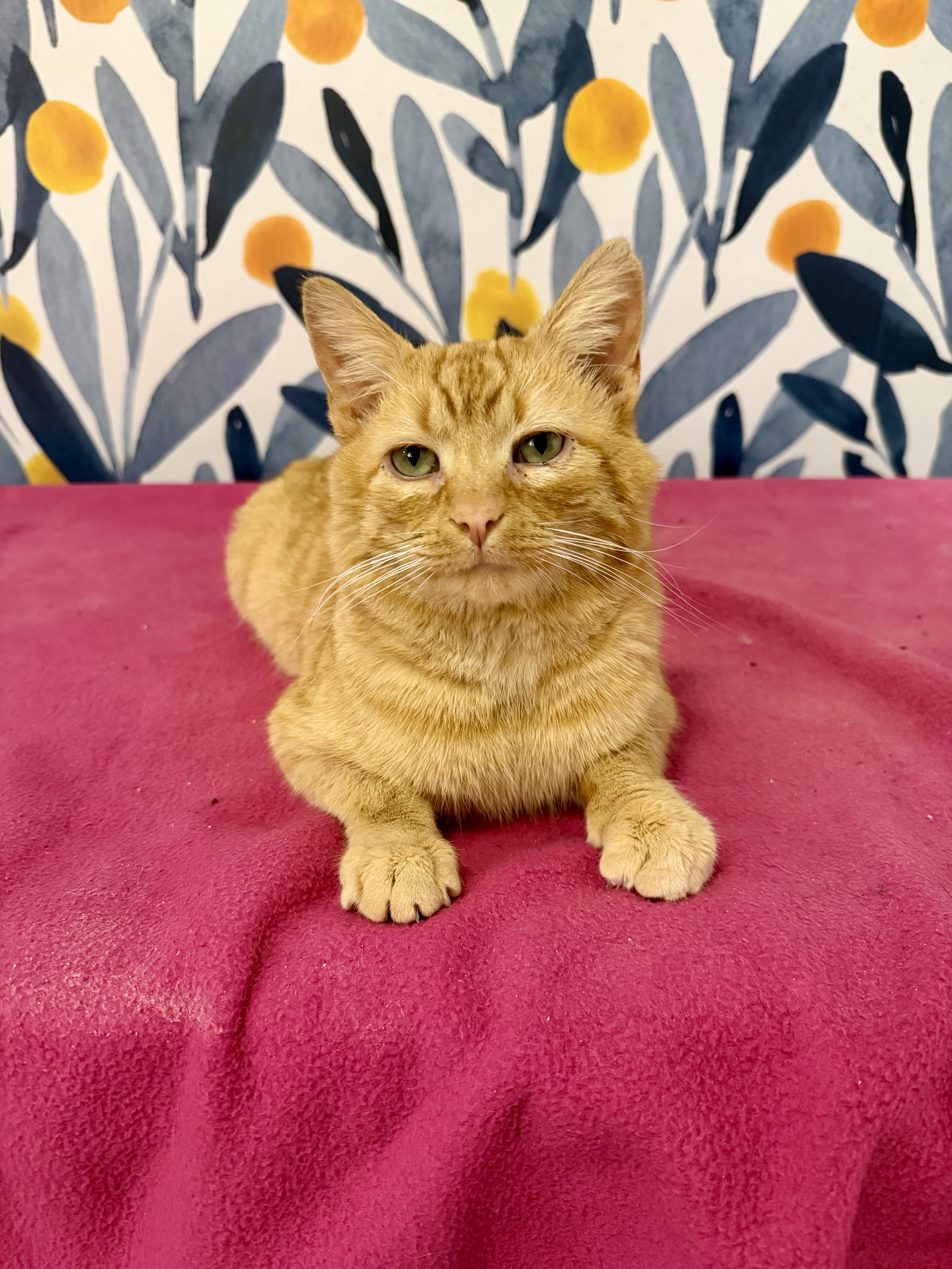 Ozzy, adopted, Young Male Domestic Short Hair.