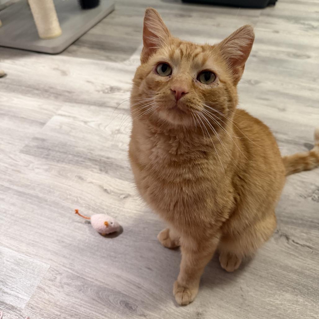 Enlarge Ozzy, an adopted Domestic Short Hair in Cleveland Heights, OH image 2/6