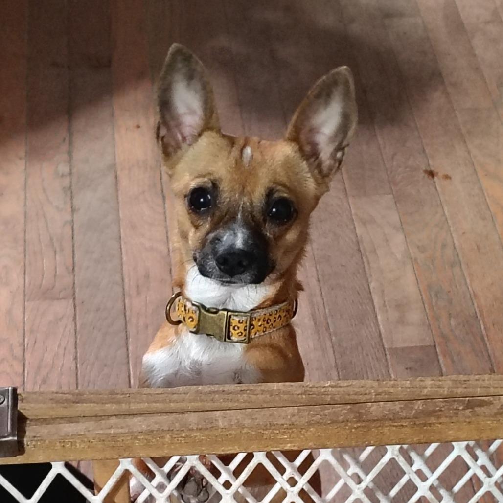 Shorty, ADOPTABLE, Young Female Chihuahua.