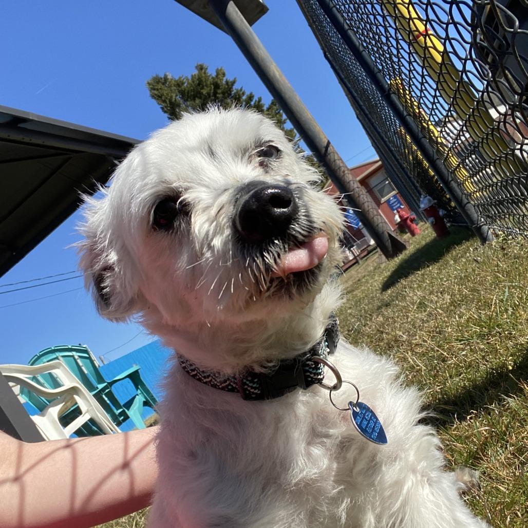 Enlarge Cyborg, a Adoptable Mixed Breed in Fletcher, NC image 1/5