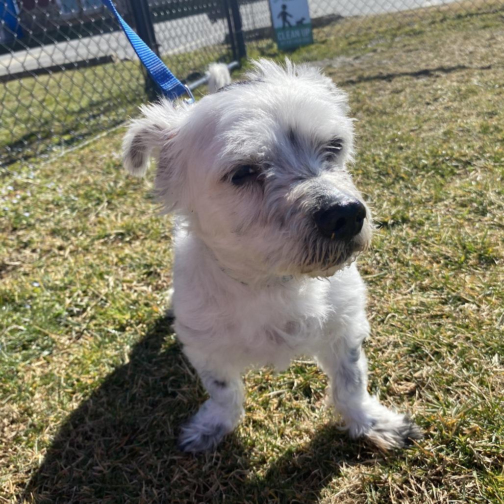 Enlarge Cyborg, a Adoptable Mixed Breed in Fletcher, NC image 2/5