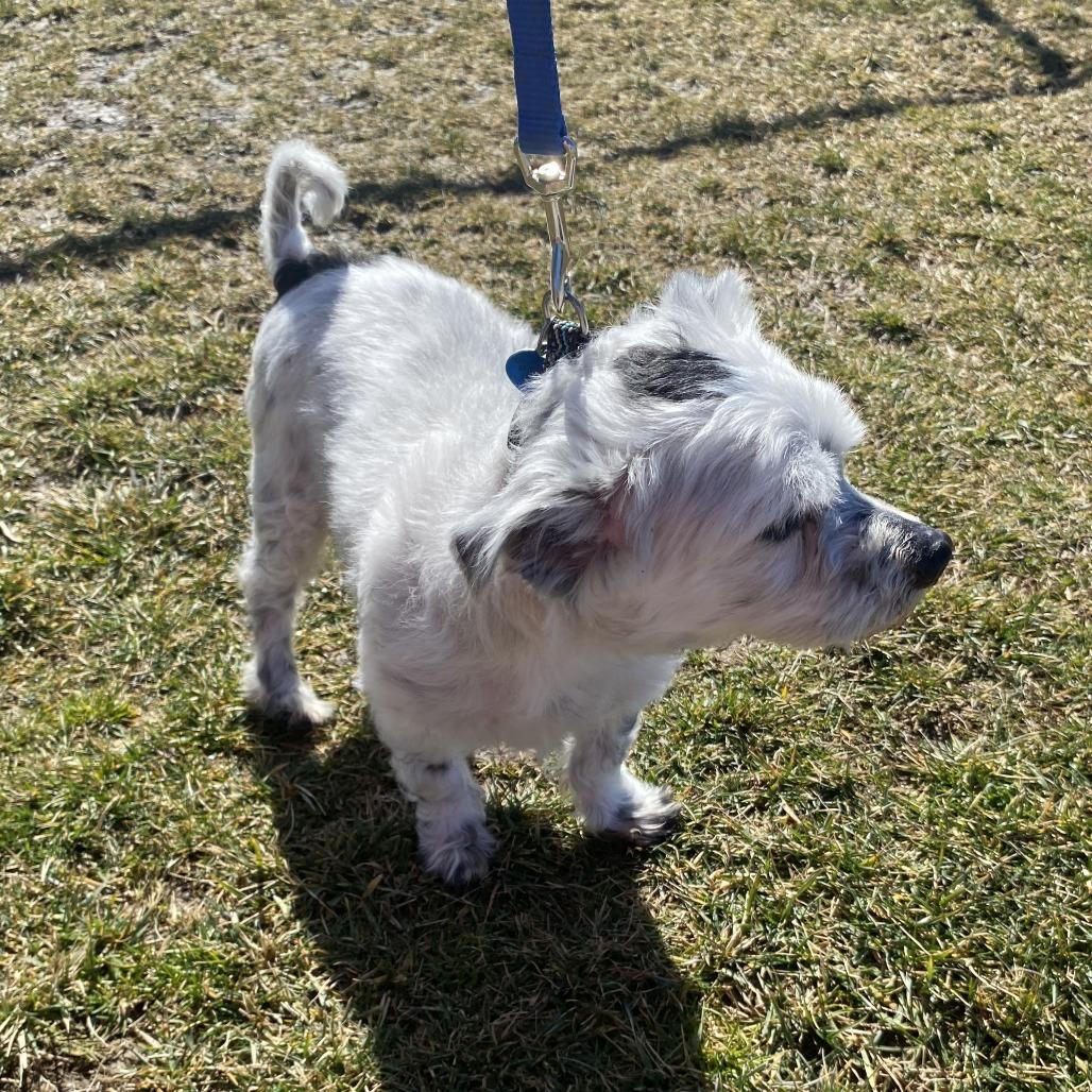 Enlarge Cyborg, a Adoptable Mixed Breed in Fletcher, NC image 3/5