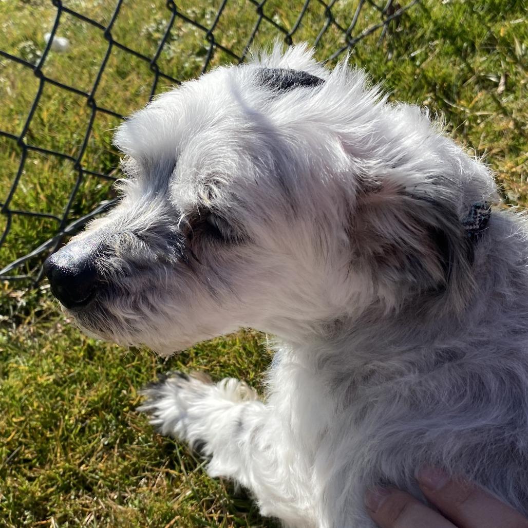 Enlarge Cyborg, a Adoptable Mixed Breed in Fletcher, NC image 4/5