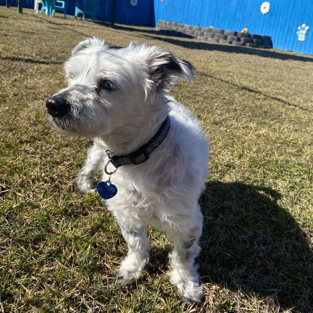 Enlarge Cyborg, a Adoptable Mixed Breed in Fletcher, NC image 5/5