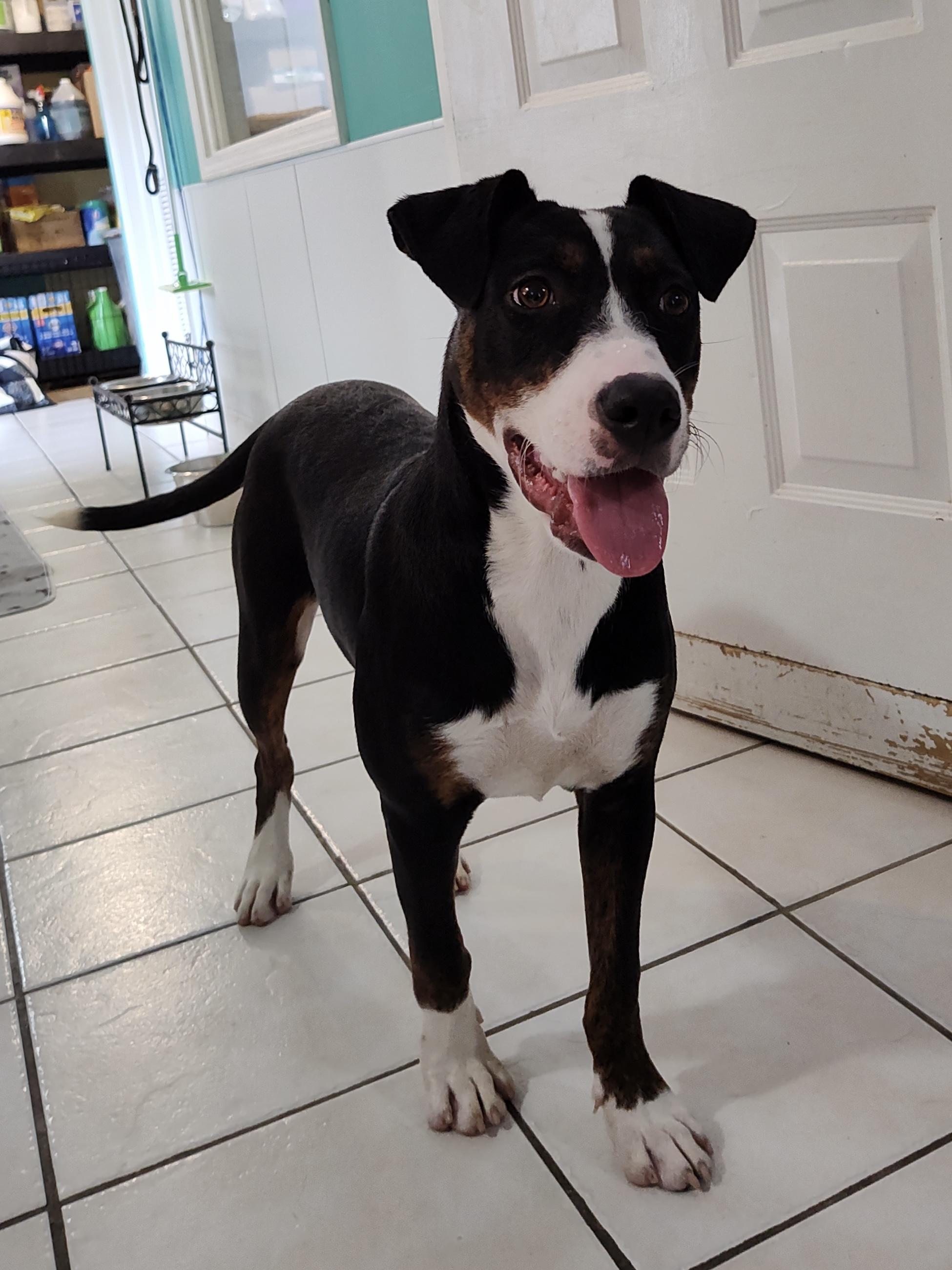 Phoebe, a Adoptable mixed breed in Chattanooga, TN image 4/5