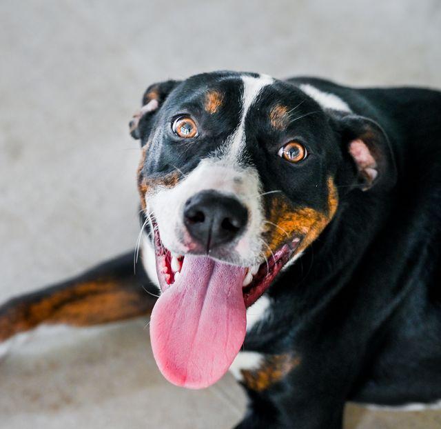 Phoebe, a Adoptable mixed breed in Chattanooga, TN image 3/5