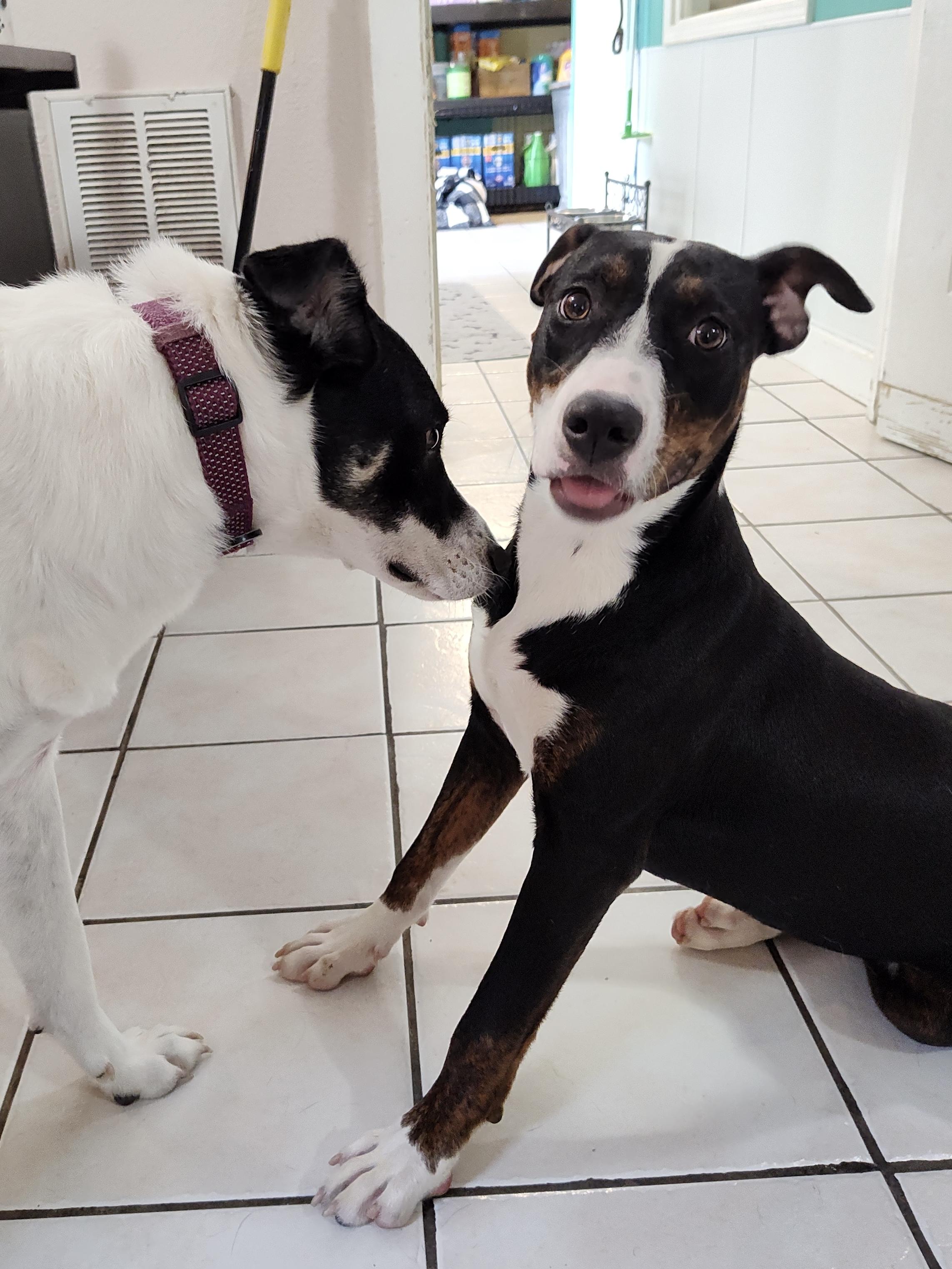 Phoebe, a Adoptable mixed breed in Chattanooga, TN image 5/5