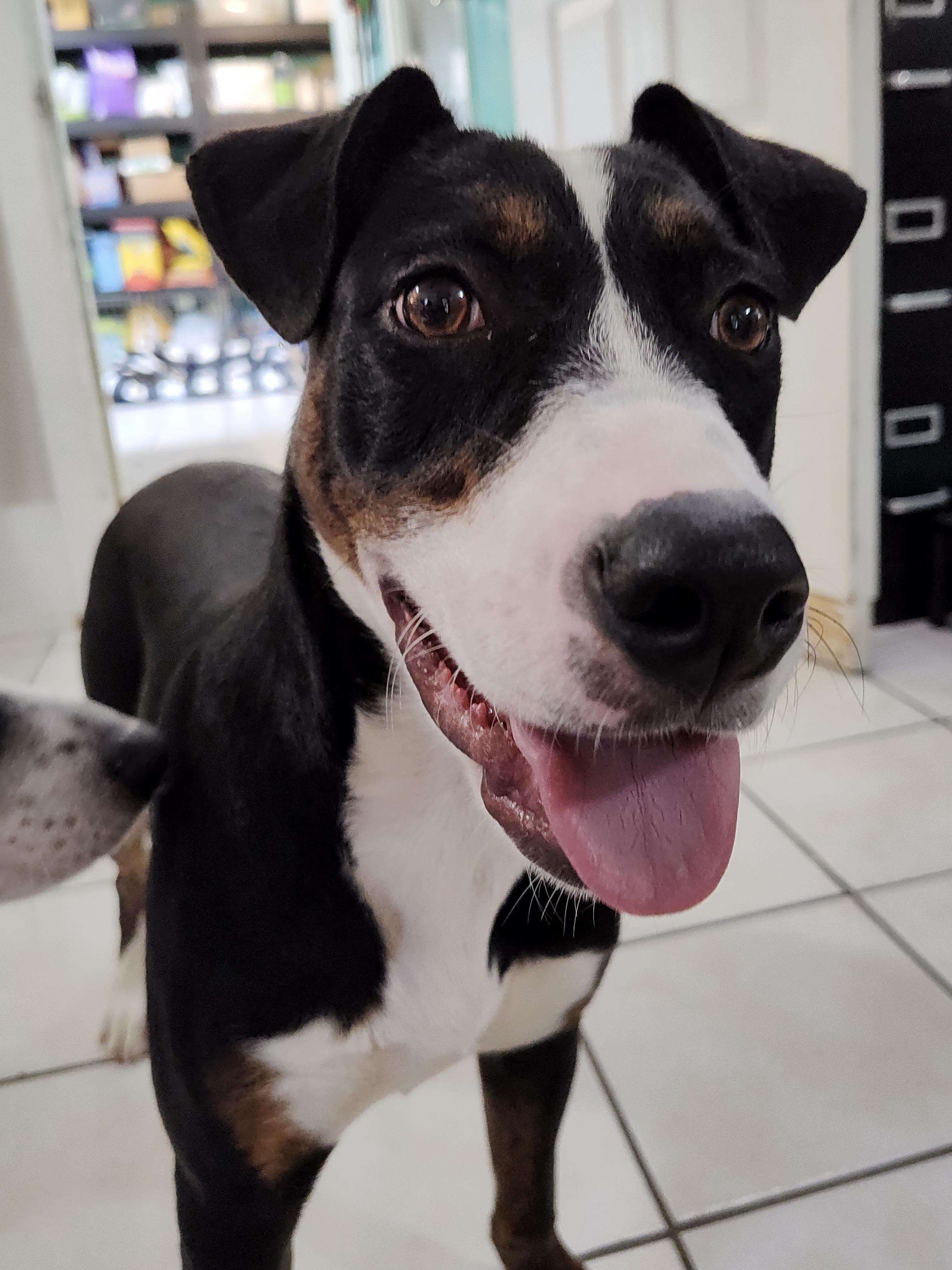 Phoebe, a Adoptable mixed breed in Chattanooga, TN image 2/5